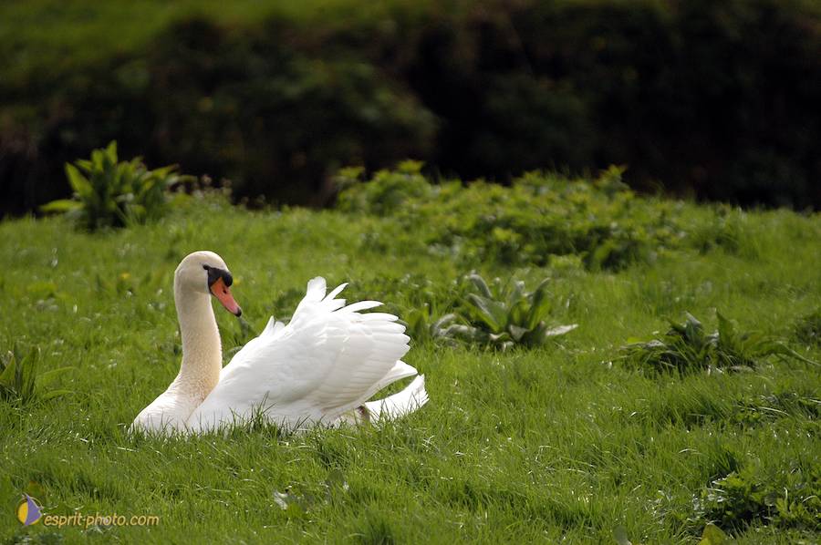 Nom de l'image : D1120336-01_(c)Norbert-JUNG — Description :  PËlerinage de Chartres 2004